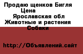 Продаю щенков Бигля › Цена ­ 35 000 - Ярославская обл. Животные и растения » Собаки   